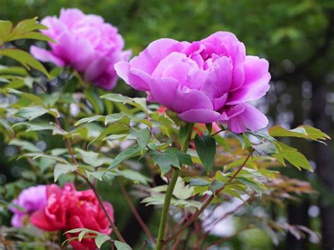 植物牡丹花|ボタン（牡丹）の育て方とシャクヤクとの違い